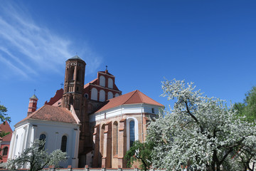 Bernardine church in Vilnius, springtime