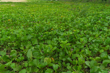 Morning glory along the Bang Phai canal Water from Bang Phai canal into the sea at Naphattharaphirom Beach