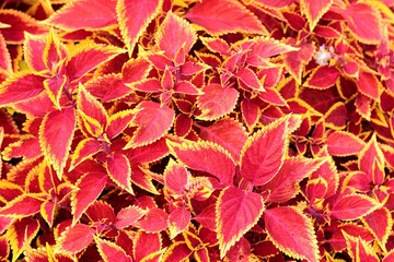 Natural pink background. Painted nettle, decorative variegated leaves. Pink leaves of the coleus plant,