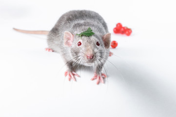 A beautiful gray rat with red eyes eats red berries