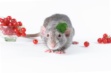 A beautiful gray rat with red eyes eats red berries