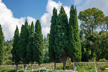 Стройные кипарисы красивы на фоне облаков