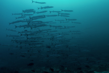 Fototapeta na wymiar School of barracuda near Kakaban Island in East Kalimantan, the Sulwaesi Sea.