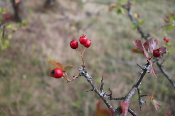 Bright red berries and green leaves on a branch of hawthorn in autumn.Healthy.