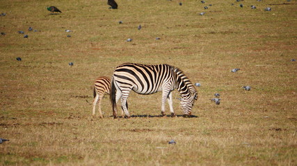 Brijuni, Kroatien: Der ehemalige Diktator Jugoslawiens Tito hielt sich auf Zebra und andere...