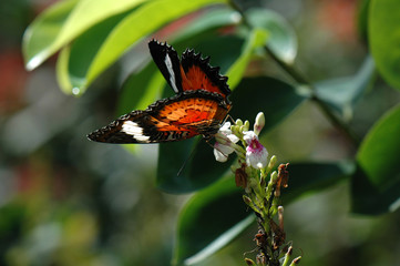 Beautiful tropical Balinese butterfly at Kemenuh Butterfly Park, Ubud, Bali.