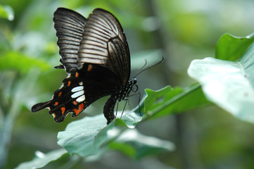 butterfly on a flower