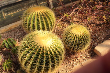 cactus garden desert in springtime