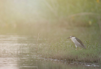 Black Crowned night  Heron