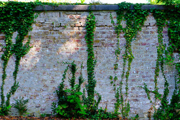 Vintage natural brick wall with ivy left and right, room for copy