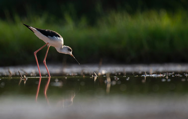 Black-winged Stilt long legged water bird walking in the lake at sunrise.