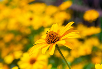 Obraz premium Garden flowers in sunny day on dacha