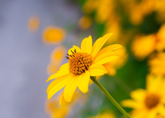 Garden flowers in sunny day on dacha