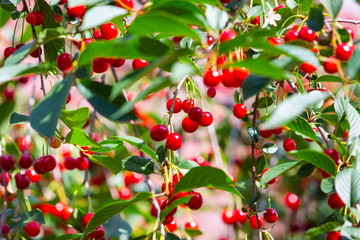 Cherry. Red cherry tree in sunny garden