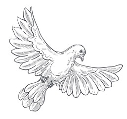 Dove or pigeon isolated sketch, bird in flight with spread wings