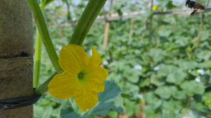 Cucumis melo flowers entering the harvest season, one of agribusiness with fantastic economic value