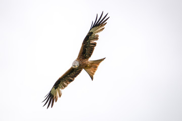 Redkite Rotmilan