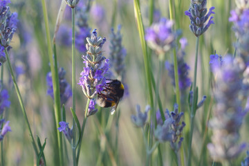 Abejorro en un campo de lavanda