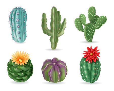 Realistic cactuses. Decorative desert exotic cactus prickly plants. Wild and houseplant succulent cacti. 3d isolated vector set. Home interior cactus, green cacti with prickly illustration