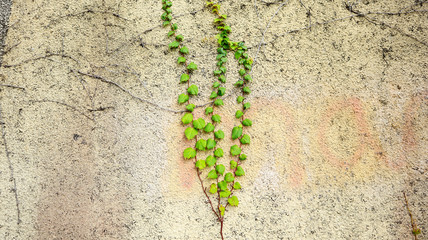Wall Texture with Green Ivy Plant