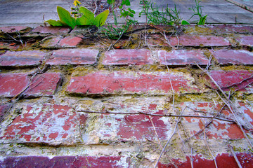 urban flowers ion top of red brick wall