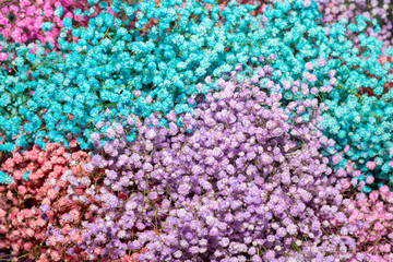 Multicolored small beautiful decorative flowers. Floral background.