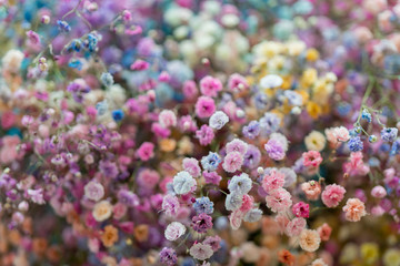Multicolored small beautiful decorative flowers. Floral background.