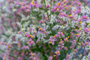 Multicolored small beautiful decorative flowers. Floral background.