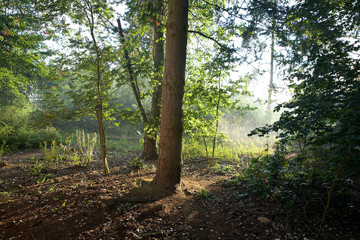Obraz premium trees in the forest