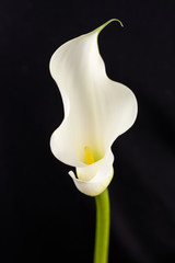 Beautiful white calla lily flower on a black background. Refined and elegant stalk.