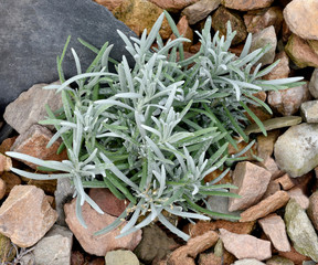 Lavendel, Schmalblaettrig-, Lavendula vera