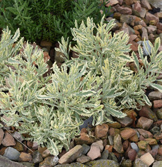 Lavendel, Strauch-, Buntlaubig, Lavendula allardii