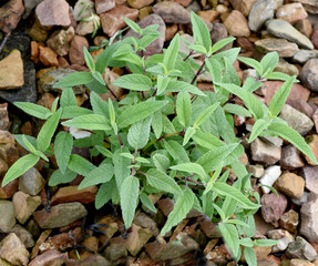 Salbei, Samt-, Salvia leucanhe