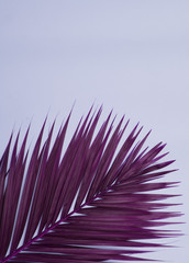 Obraz premium Palm tree leaf on pink background.