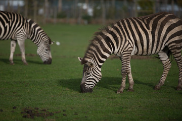Fototapeta na wymiar zebra in forest
