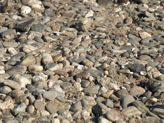 Gravel, shingle and seashells at the beach