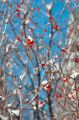 Ripe vividly red berries viburnum on the branches covered with white snow vertical orientation