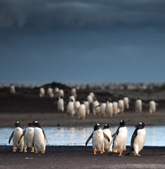 large group of gentoo penguins returning home after dusk - 290004957