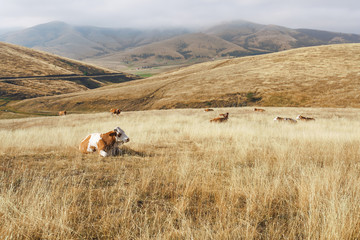 Obraz premium Scenic view of a rural foggy mountain landscape with a cows . Nature and countryside concept, Zlatibor, Serbia