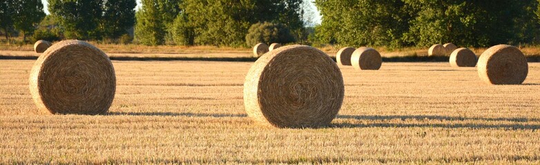 fardos de paja en el campo
