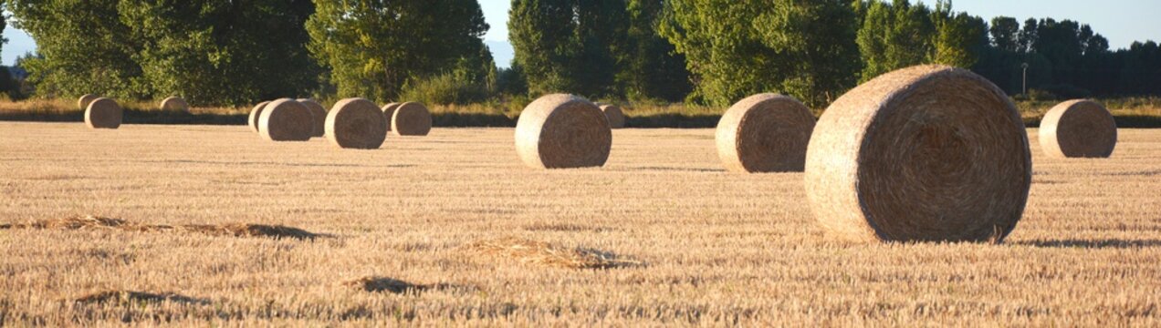 fardos de paja en el campo