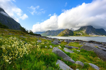 Mountain and sea views with rocks and flowers during the day. Blue sky at lofoten island, Norway