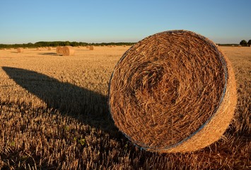 fardos de paja en el campo