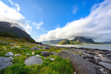 Fototapeta na wymiar Mountain and sea views with rocks and flowers during the day. Blue sky at lofoten island, Norway