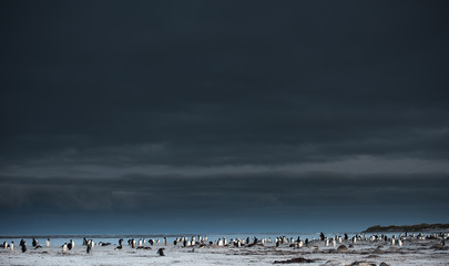 gentoo penguins preening themselves on the beach at dusk - 290005900