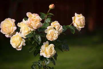 bouquet of roses