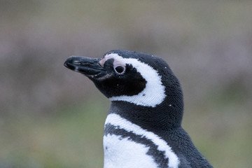 head and shoulders of a magellanic penguin - 290005912