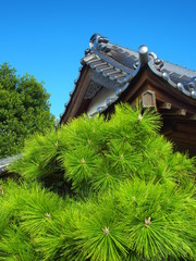 朝日のあたる松と神社拝殿と青空