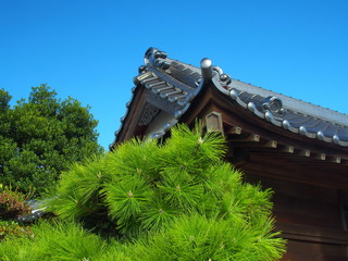 朝日のあたる松と神社拝殿と青空