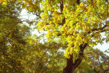 Naklejka premium Autumn nostalgic background. Author's processing, soft focus.